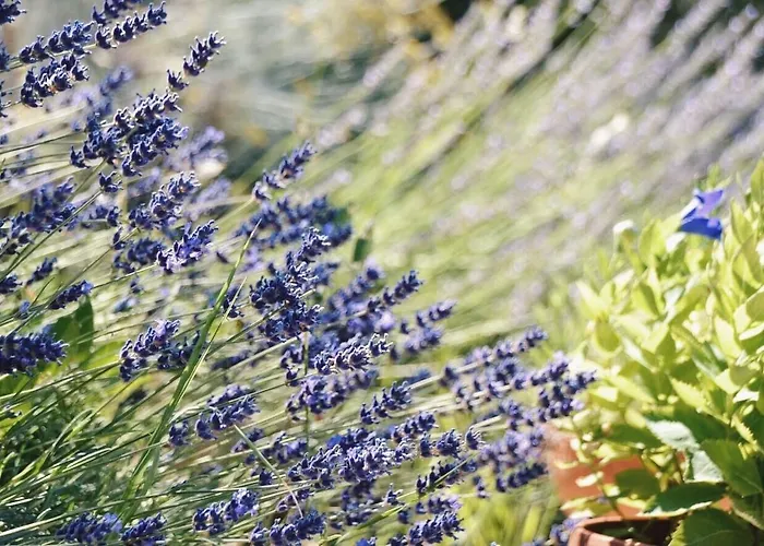 B&B Lavanda E Rosmarino