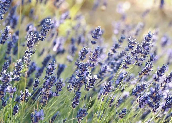 B&B Lavanda E Rosmarino