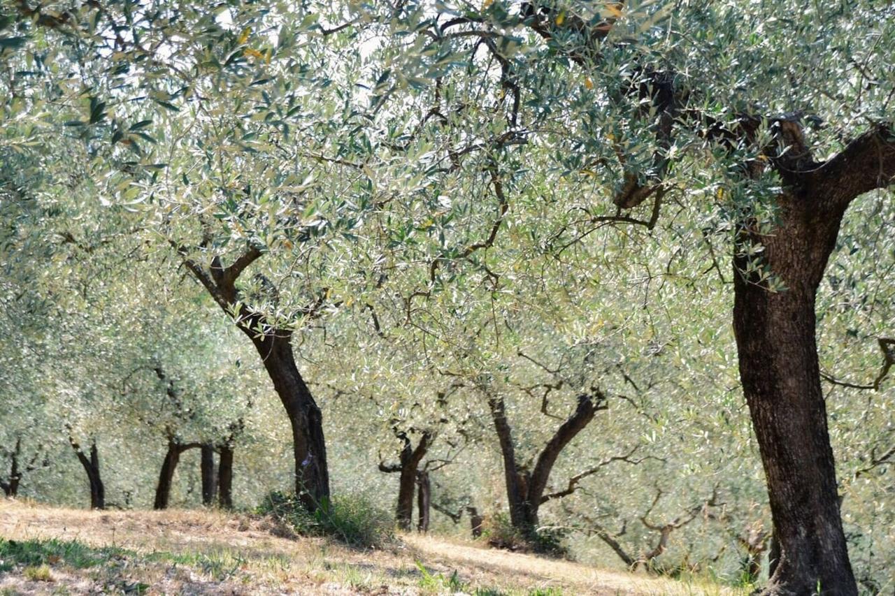 Lavanda E Rosmarino Assisi