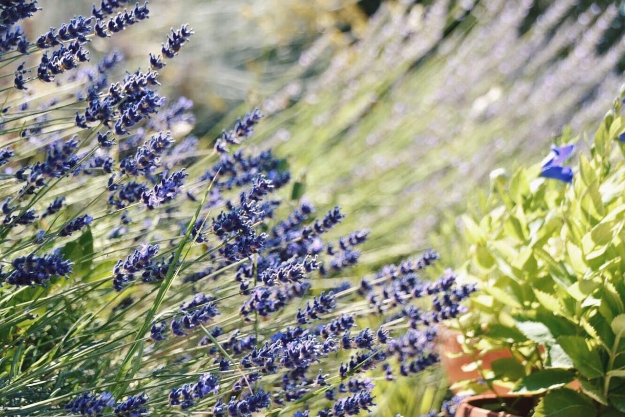 Lavanda E Rosmarino Bed & Breakfast 2*
