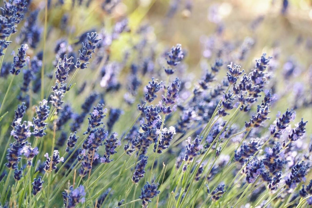 Lavanda E Rosmarino 2* Assisi